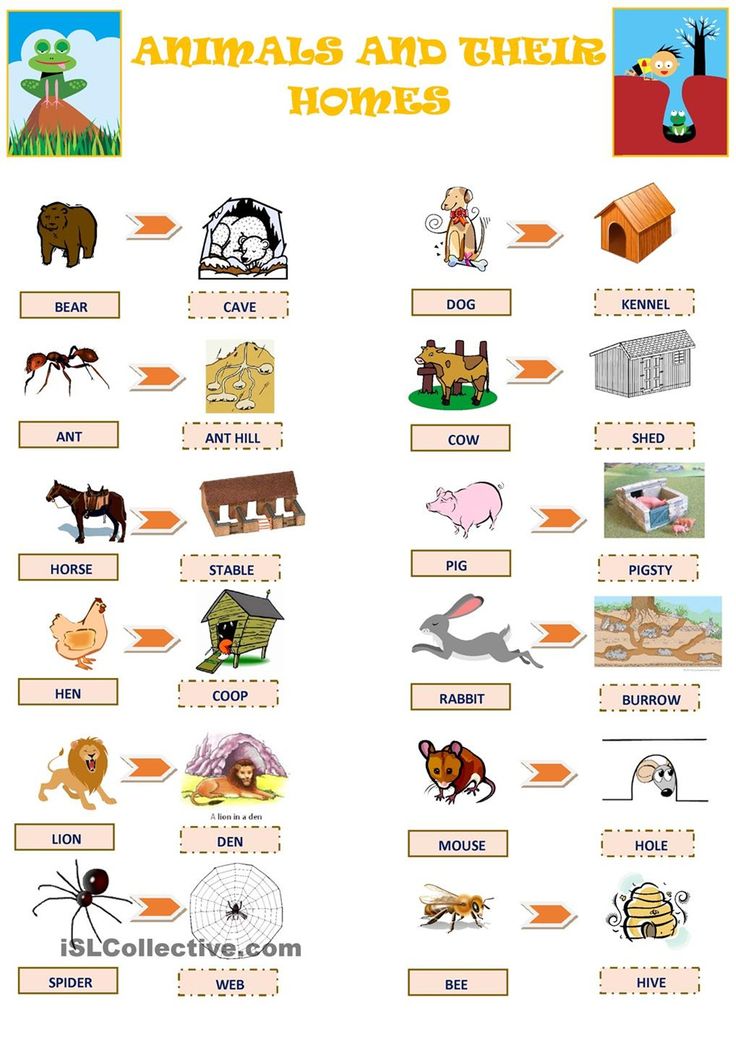 printable pictures of animal homes