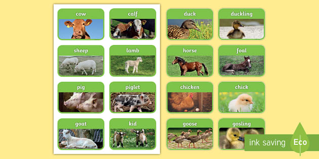 printable pictures of animals and their babies