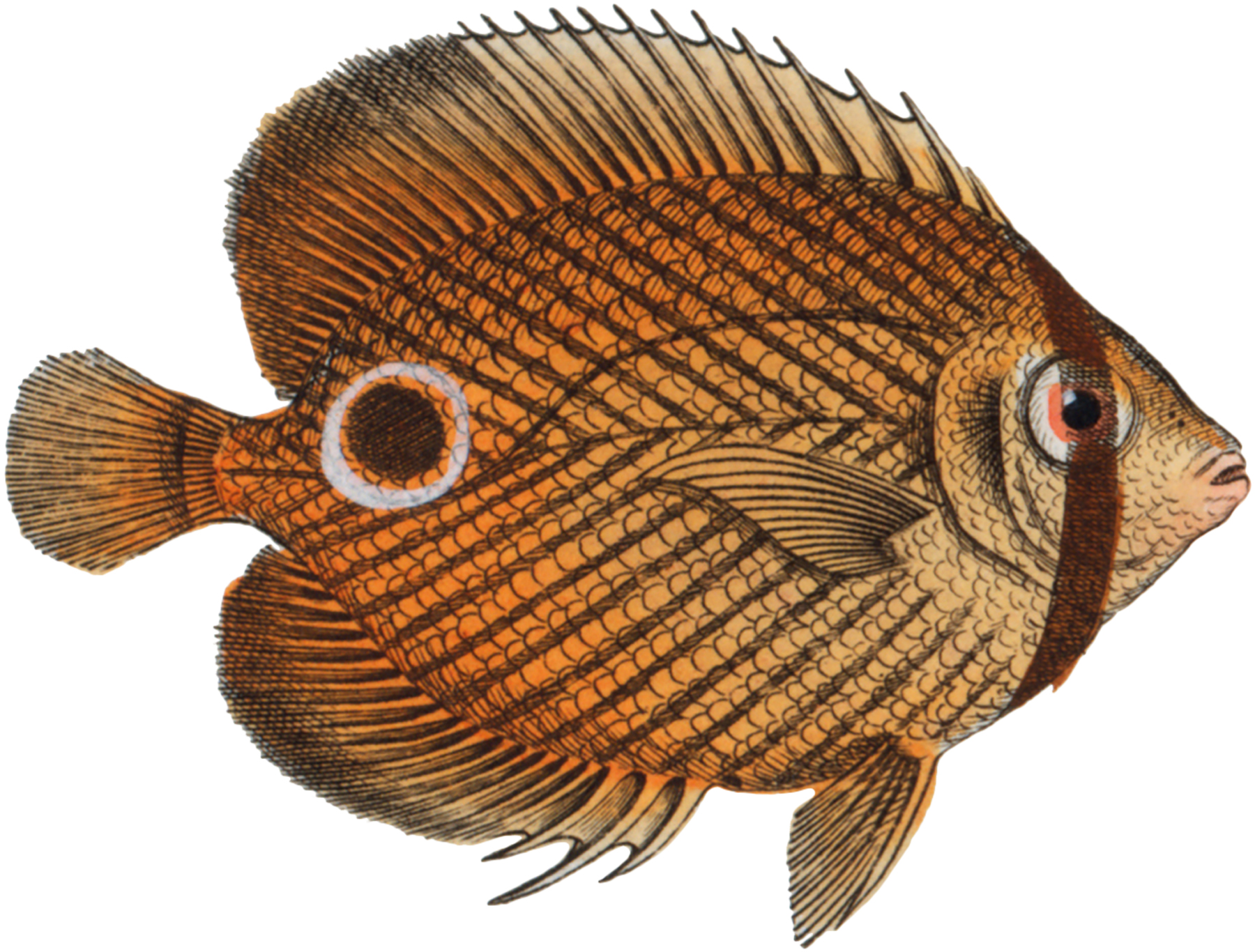 printable pictures of fish