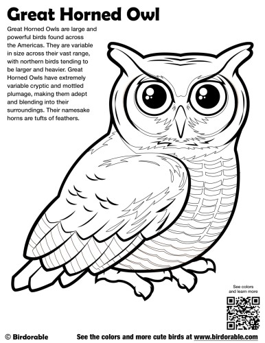 printable pictures of great horned owl