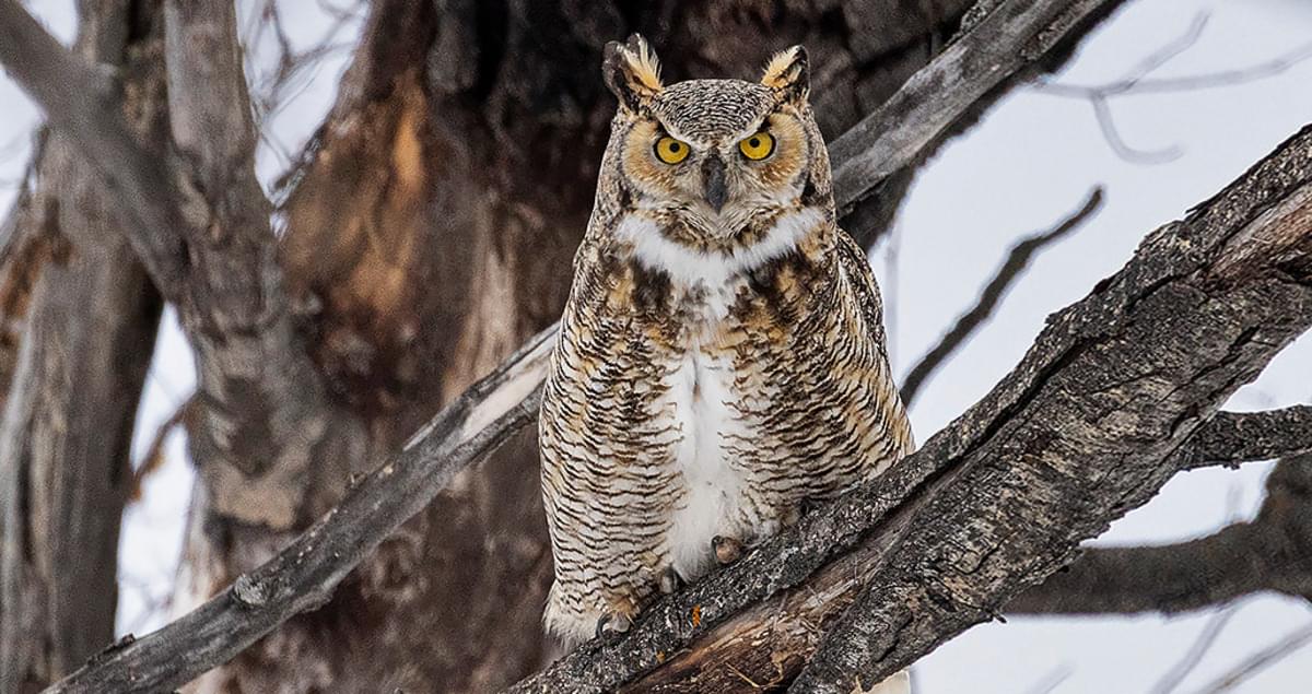 printable pictures of great horned owl