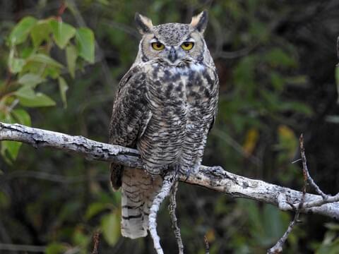 printable pictures of great horned owl