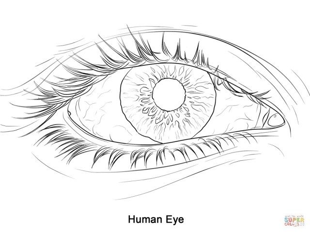 printable pictures of human eyes