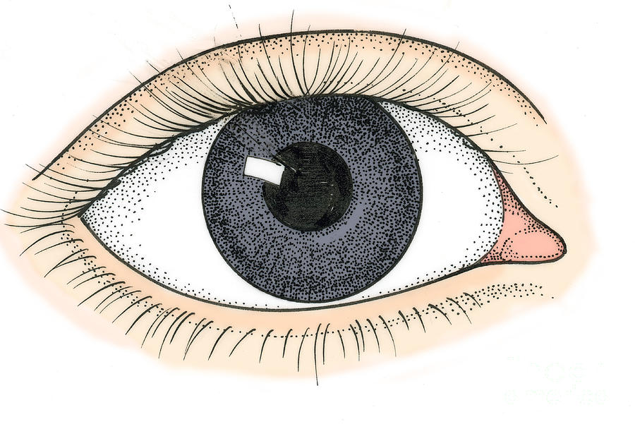 Illustration Of Human Eye #1 by Science Source
