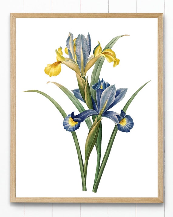 printable pictures of iris flowers