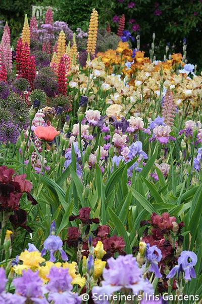 printable pictures of iris flowers
