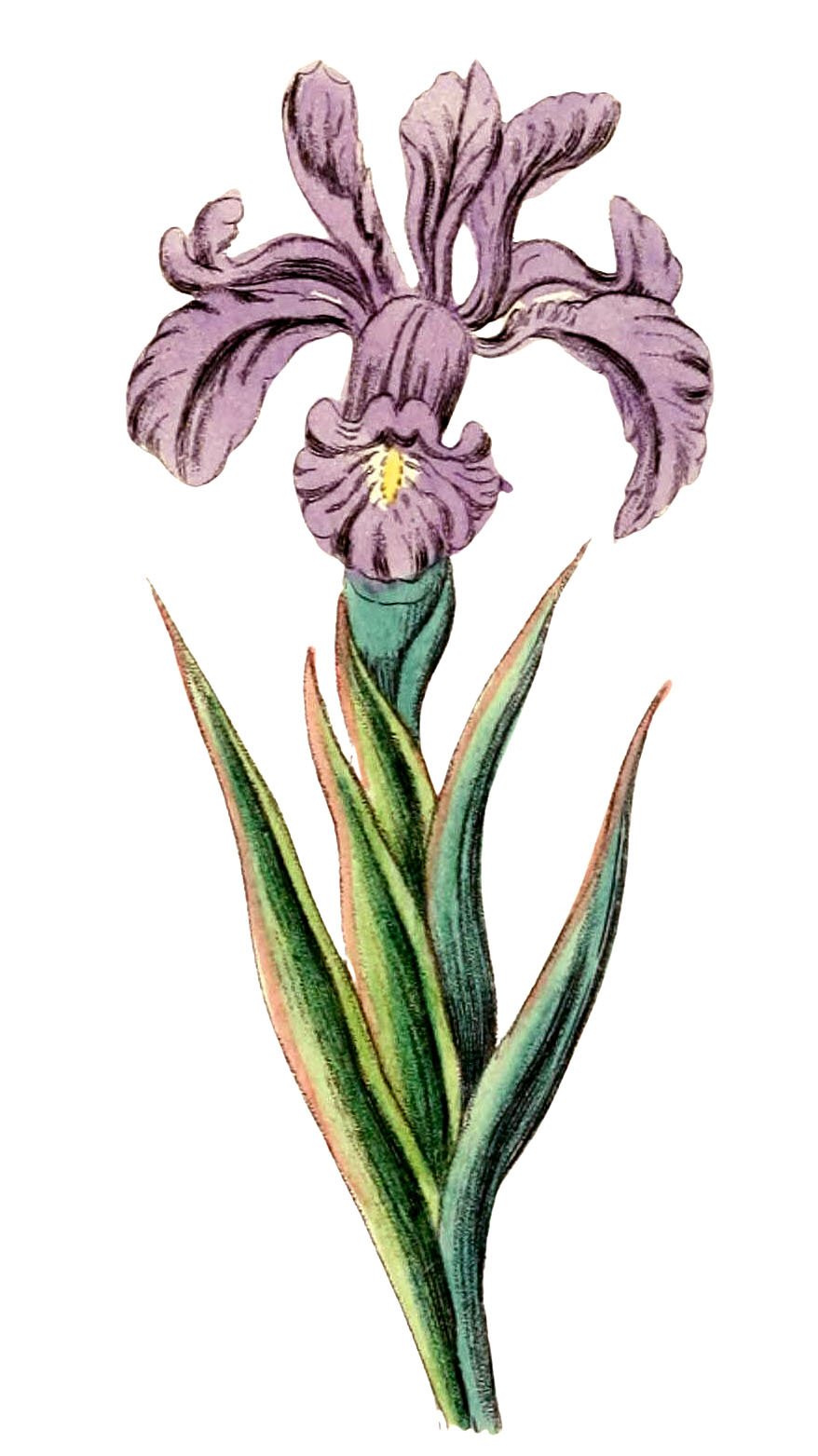 printable pictures of iris flowers