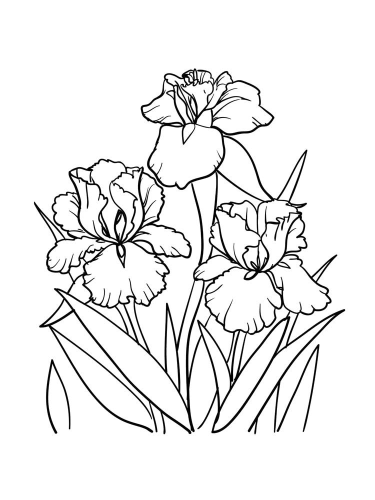 printable pictures of iris flowers