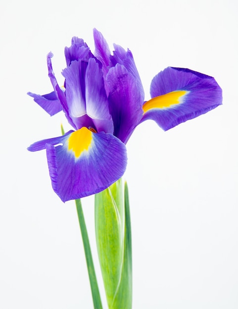printable pictures of iris flowers