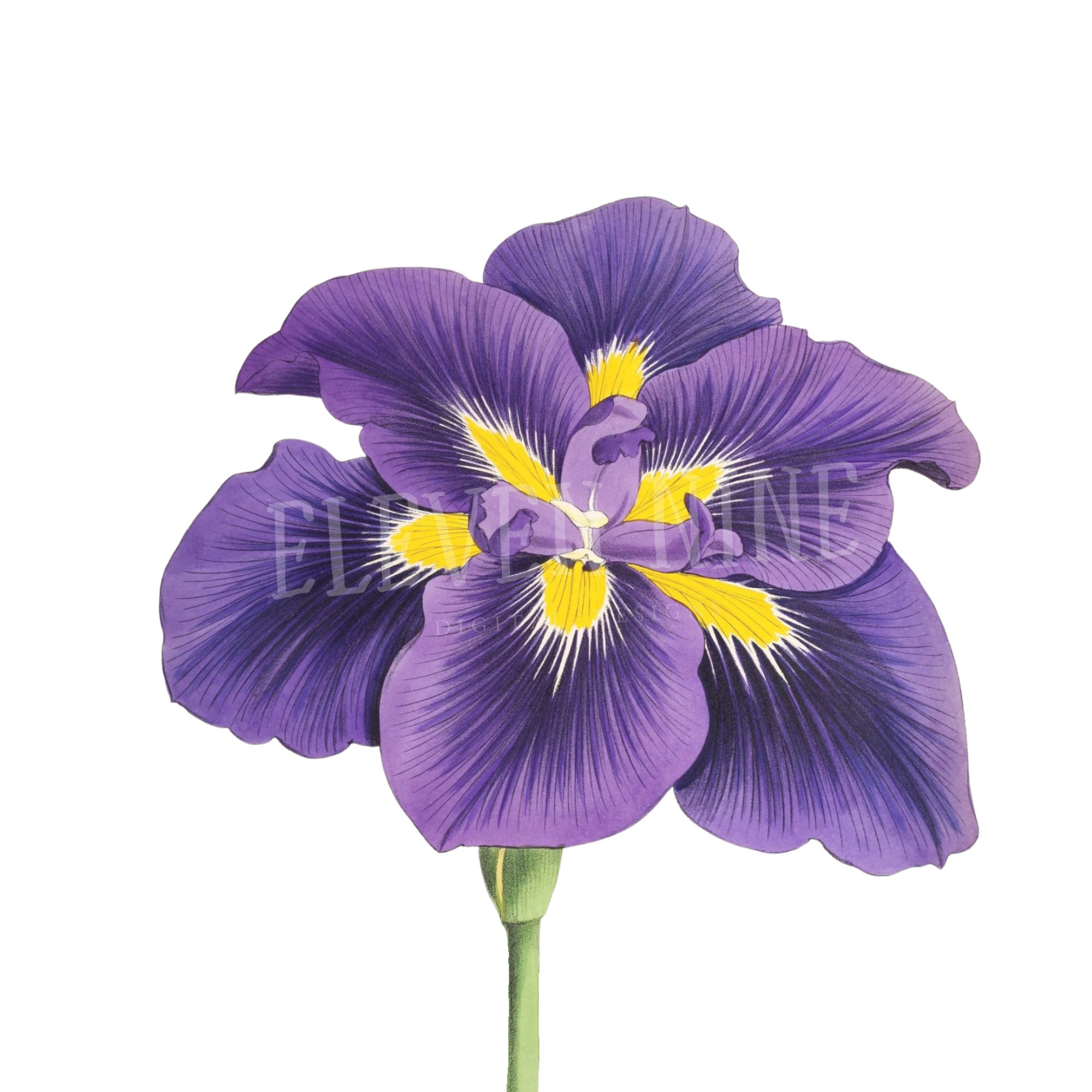 printable pictures of iris flowers