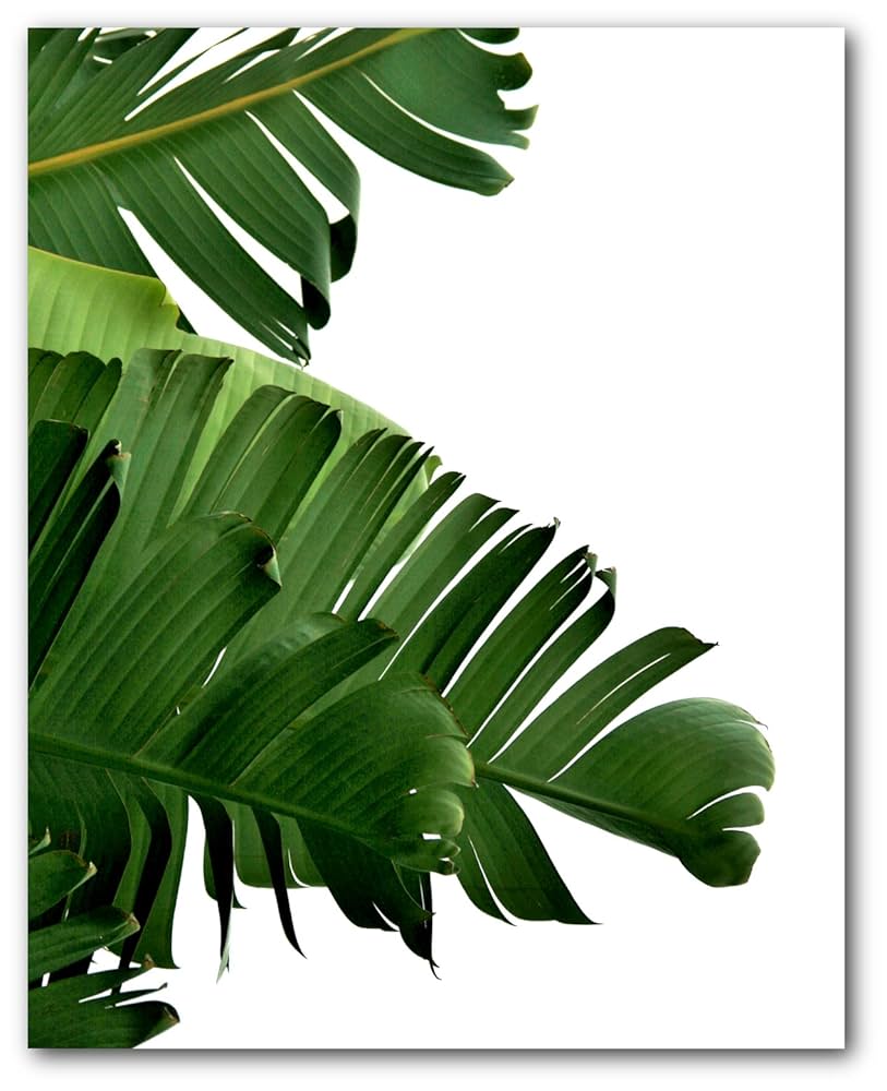 Banana Leaf Print, Tropical Palm Leaf, 8 x 10 Inches, Unframed