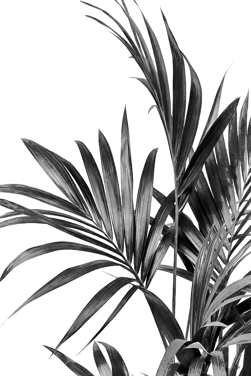 Palm Leaves Black and White 01 | Posters, Art Prints, Wall Murals ...