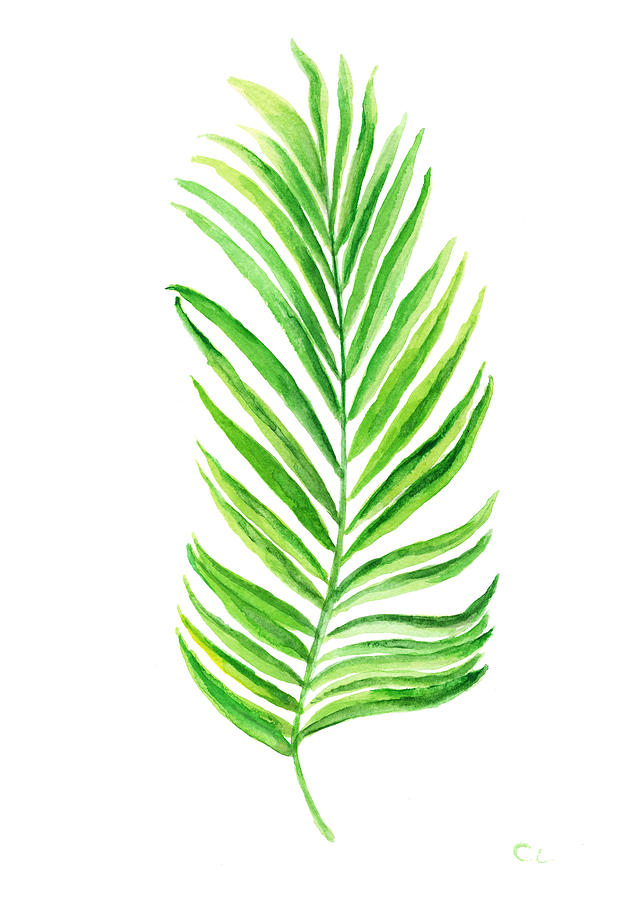 printable pictures of palm leaves