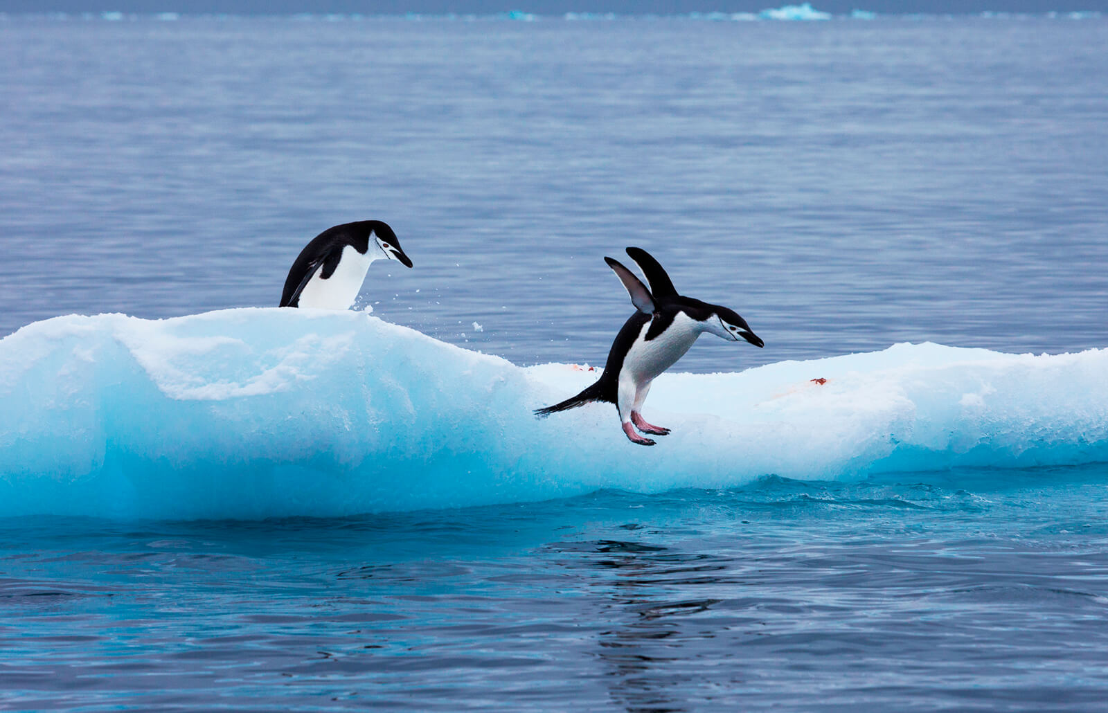 printable pictures of penguins