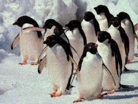 printable pictures of penguins