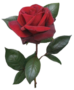 printable pictures of real flowers