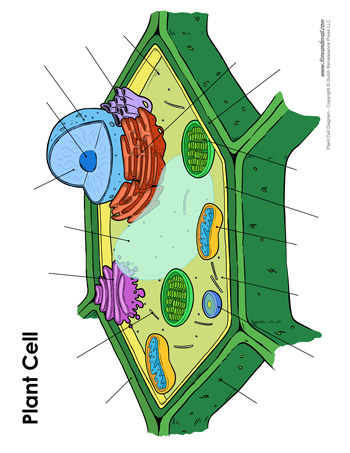 printable plant cell diagram