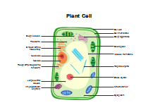 printable plant cell diagram