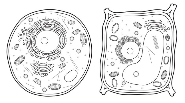 Cell Parts Diagrams | Cells worksheet, Plant and animal cells ...