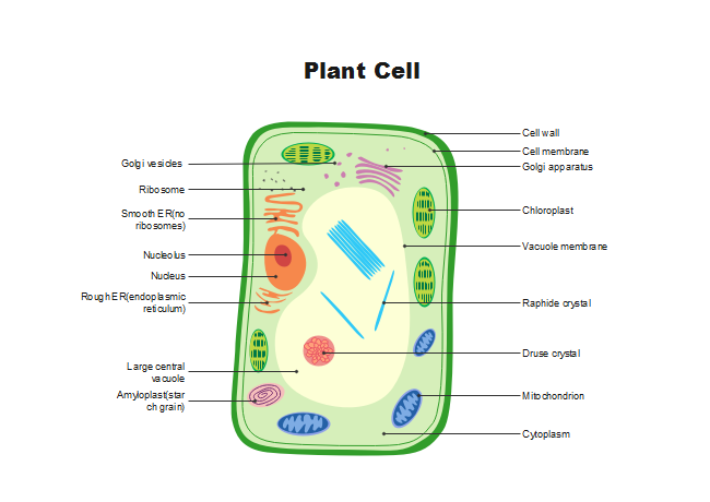 printable plant cell diagram