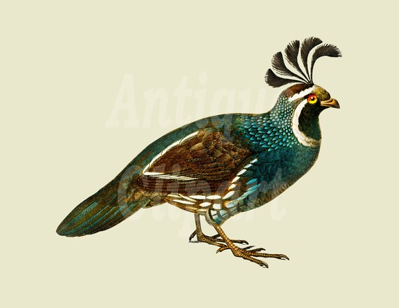 Vintage Bird Printable california Quail Instant Download Image for ...