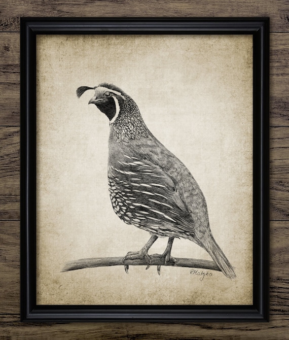 California Quail Pencil Drawing, Printable California Quail ...