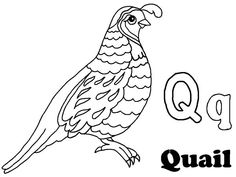 30 Quail Coloring Page ideas | coloring pages, quail, coloring ...
