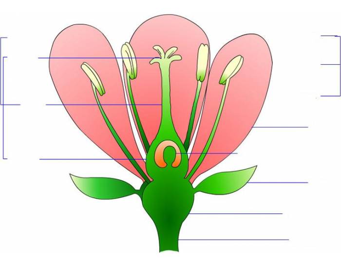 Print Map Quiz: PARTS OF A FLOWER (parts of a flower)