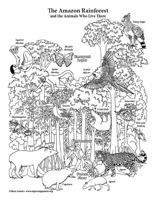 Printable Rainforest Animals Coloring Pages RainForest Birds Coloring