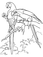 printable rainforest animals coloring pages