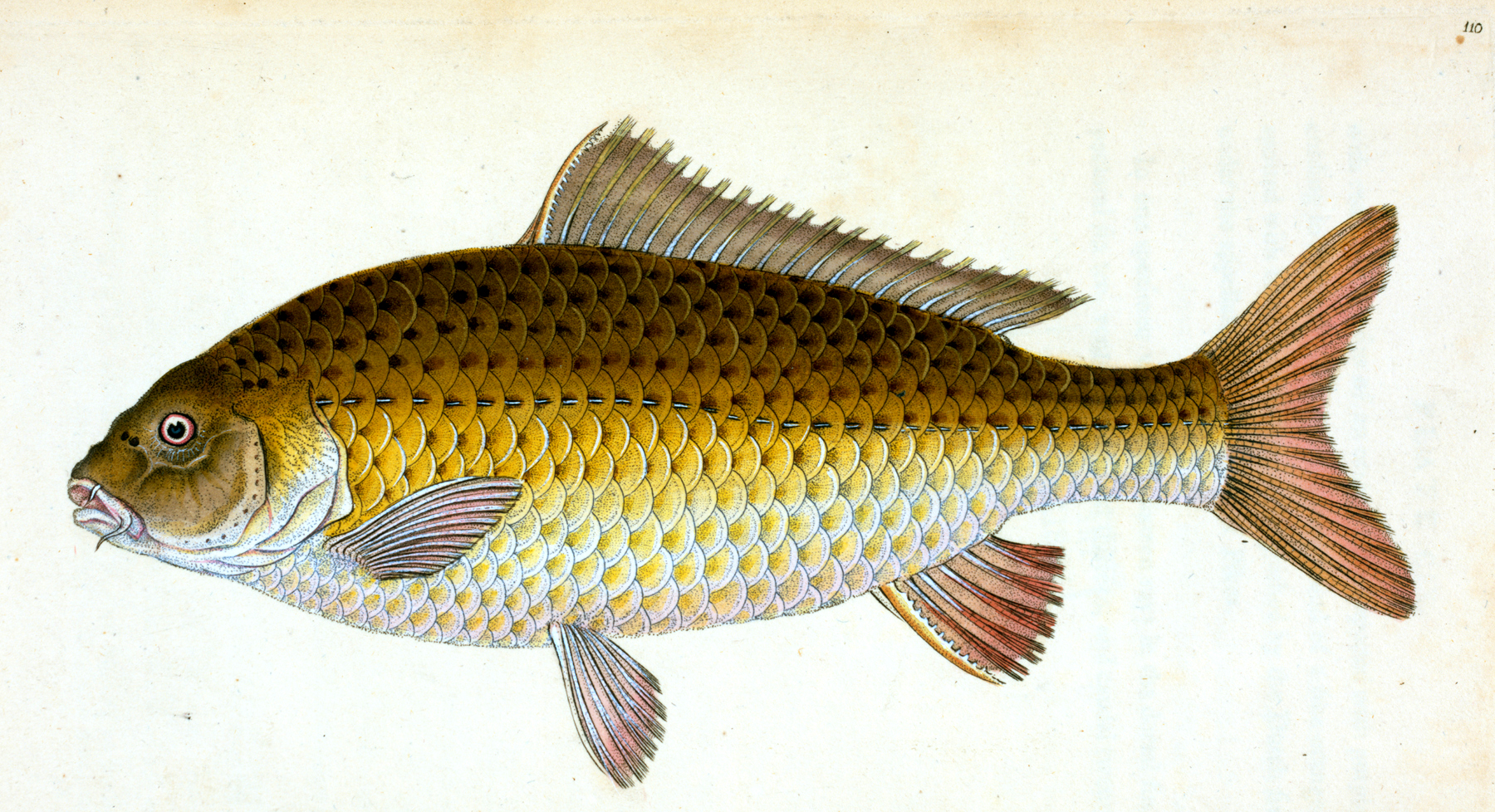 printable realistic fish pictures