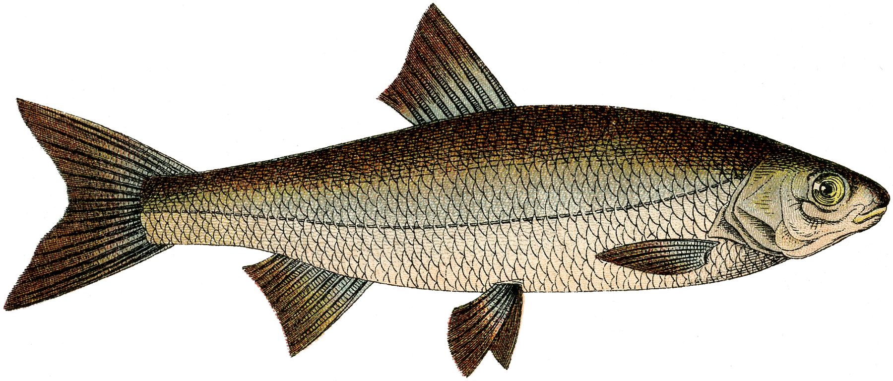 printable realistic fish pictures