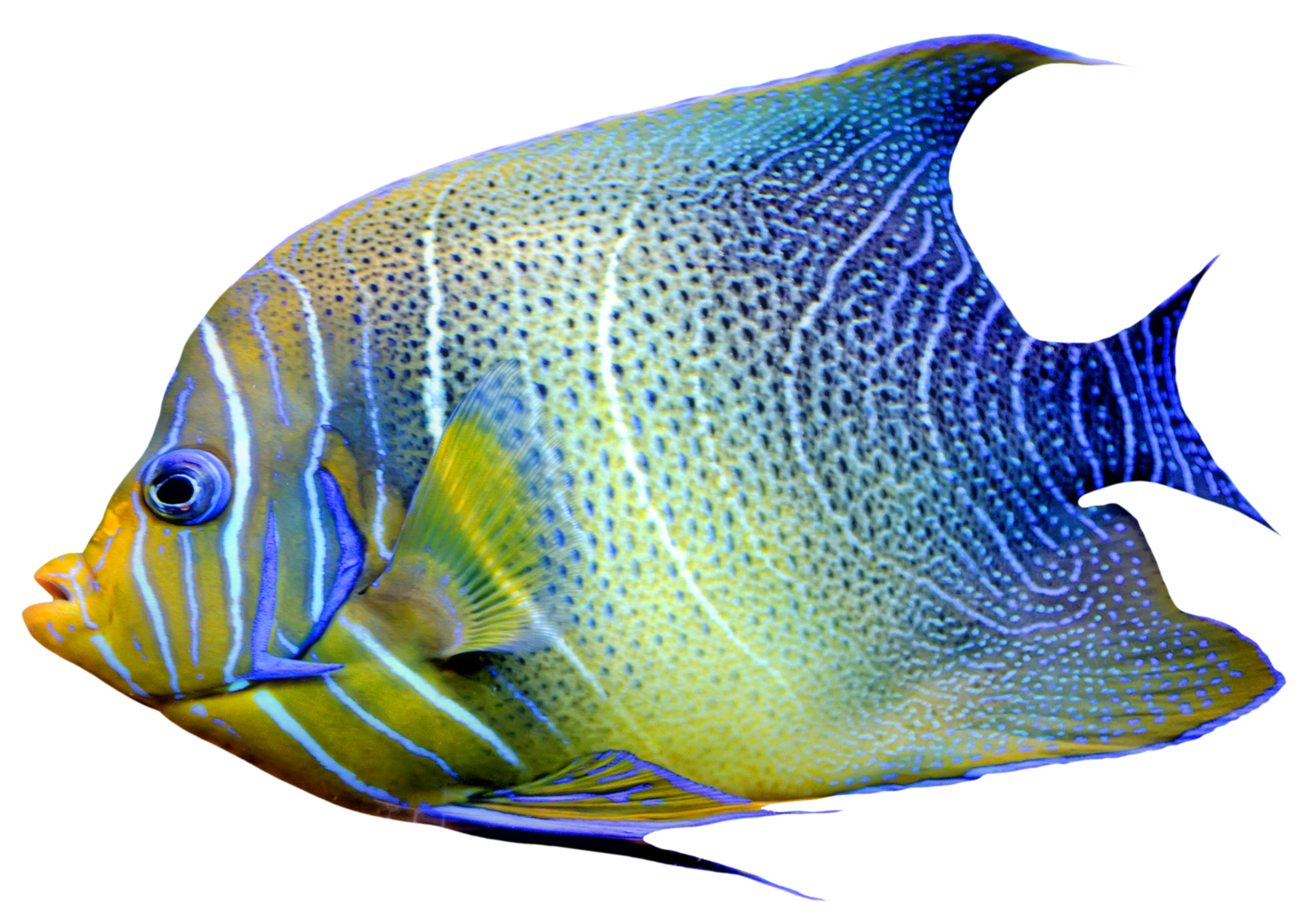 printable realistic fish pictures