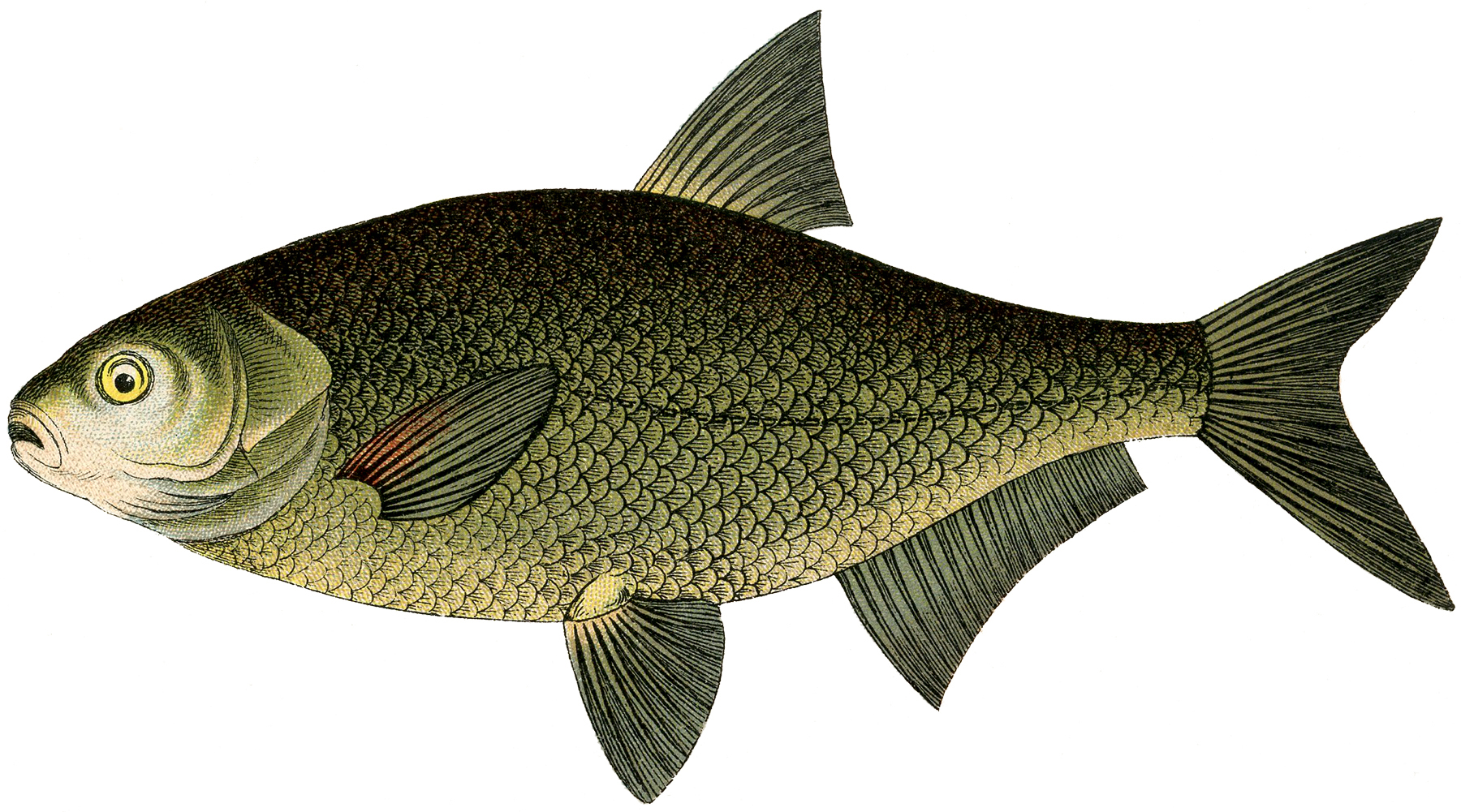 printable realistic fish pictures