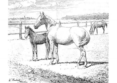 printable realistic horse coloring pages