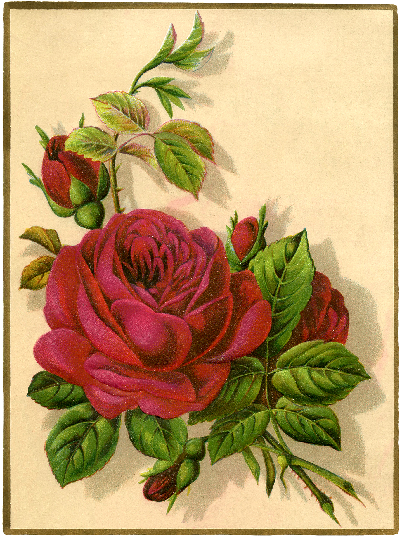 12+ Red Rose Images - Pictures and Printables! - The Graphics Fairy