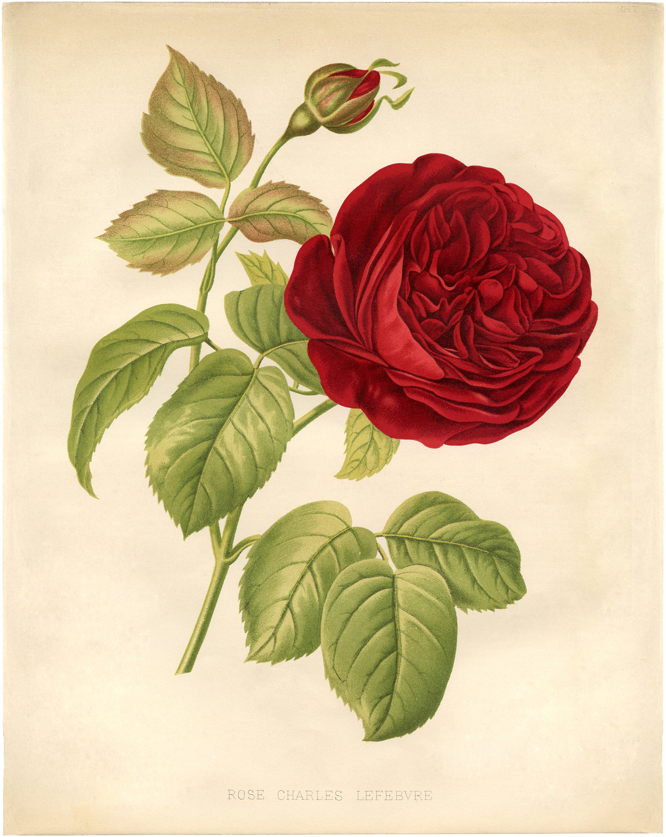 printable rose pictures