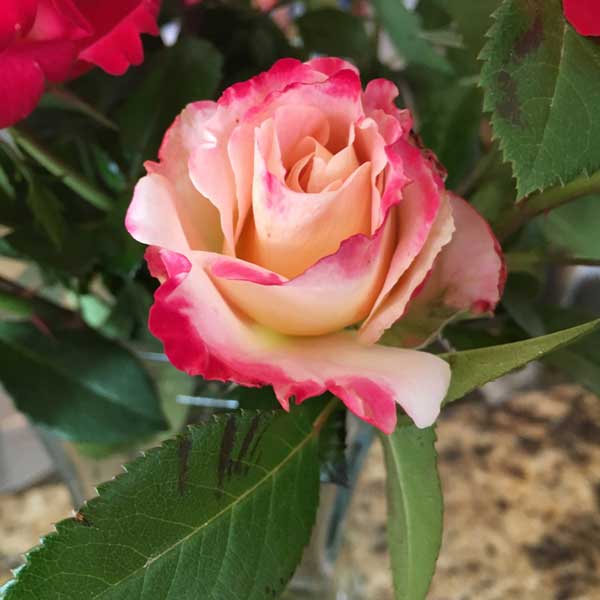 printable rose pictures