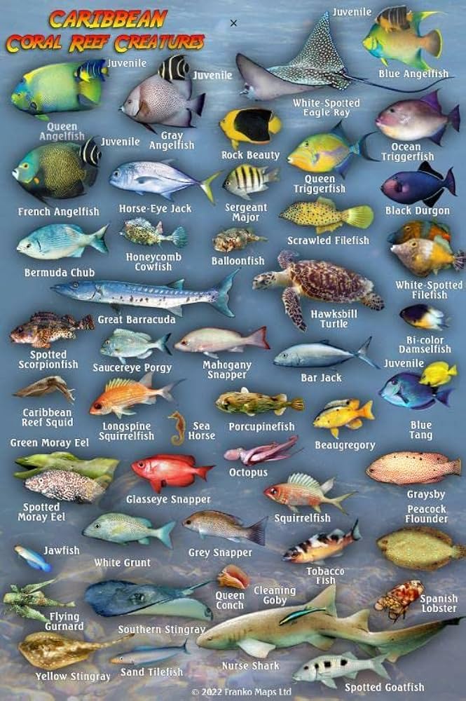 Free Printable Saltwater Fish Identification Chart Download Free 