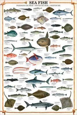 printable saltwater fish identification chart
