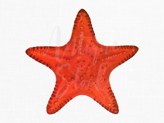 Starfish Clipart red Sea Star Vintage Sea Life Illustration ...