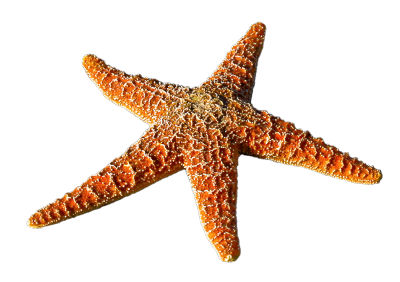 Starfish