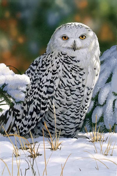 printable snowy owl pictures