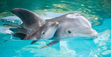 printable stencils of dolphins