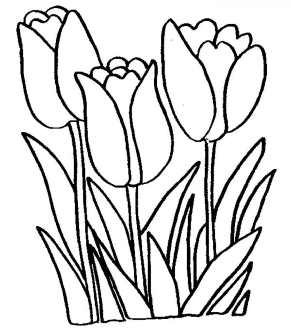 Beautiful Tulip Coloring Pages Collection PDF - Coloringfolder.com