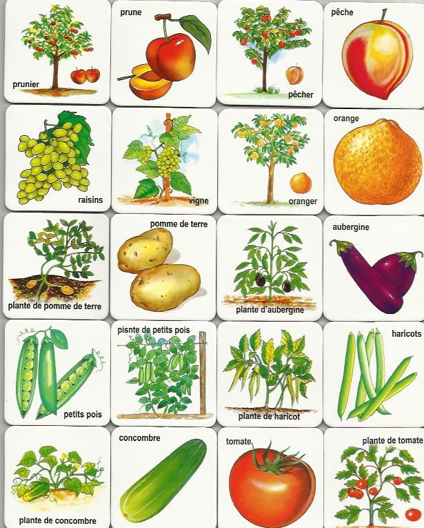 printable vegetable images