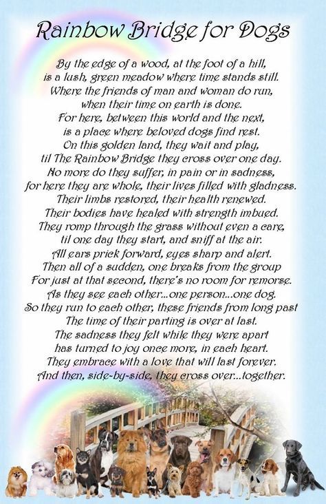 printable version of the rainbow bridge poem