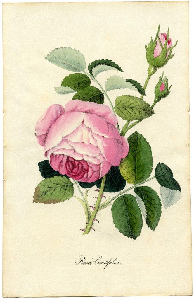 15 Free Vintage Roses Images - Gorgeous!