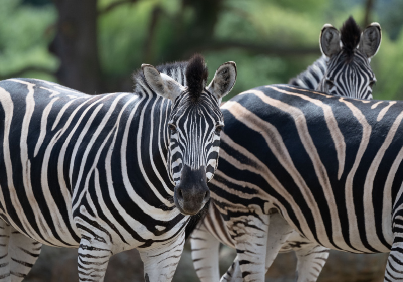 Ticket Vouchers | Africa Alive
