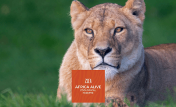 printable vouchers for africa alive